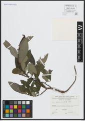 Foto von Salix appendiculata Vill.